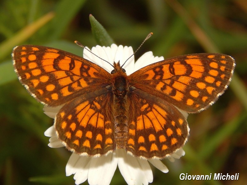 Melitae athalia e aurelia o britomartis?